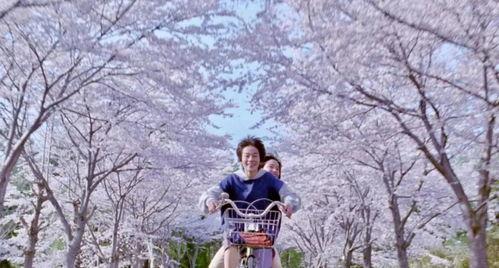 日本电影 樱花,一场穿越时空的日本电影之旅